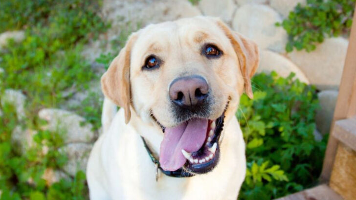 The 20 Most People Pleasing Dog Breeds