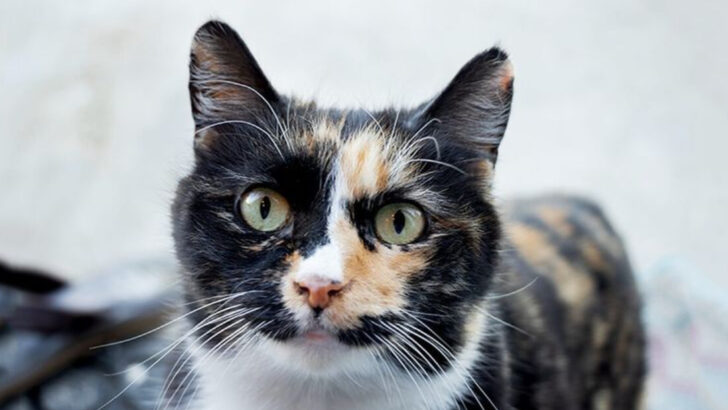 22 Most Popular Cat Names Based on Their Breed