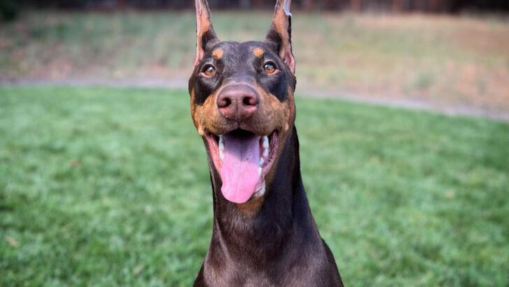 21 Most Popular Dog Names for Every Major Breed