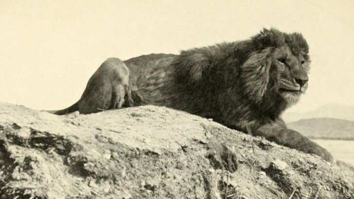 12 Most Powerful Extinct Lion Species