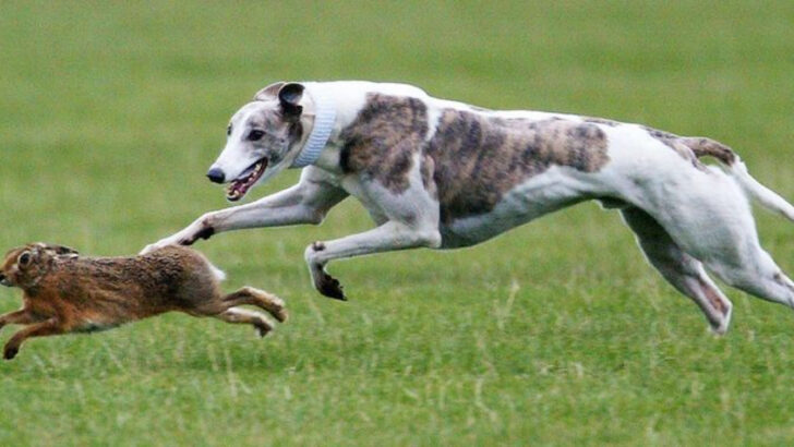 most-predatory-dog-breeds