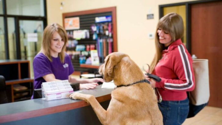 13 Must-Know Tips for Dog Owners Before Boarding Their Pets