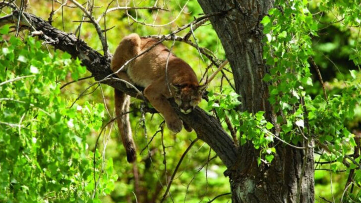 19 Must-See Animals That Live in the U.S.’s Oldest Forests