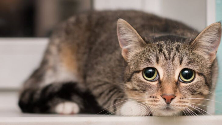 myths-about-rescue-cats-that-are-keeping-shelters-full