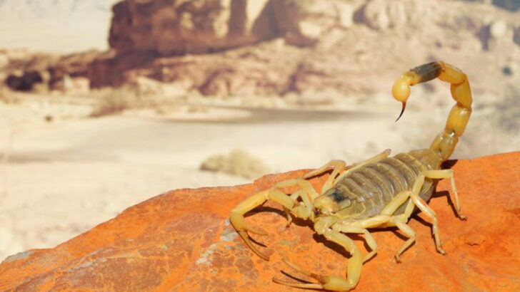 13 Myths and Facts About Surviving a Deathstalker Scorpion Sting