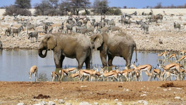 national-parks-where-summer-brings-out-the-best-in-wildlife