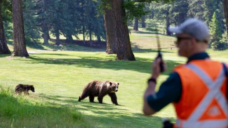 16 National Parks Where You’re Most Likely to Encounter Grizzly Bears