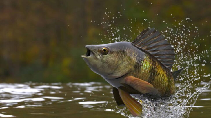 15 Native Fish Species That Are Outcompeting Invasive Ones