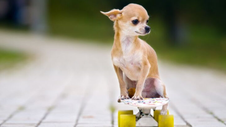 15 Naturally Well-Behaved Dog Breeds (and 7 That Only Care About Having Fun)