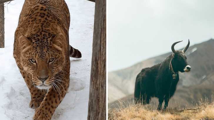 14 New Animal Hybrids That Are Naturally Appearing in the Wild