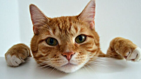 Orange Cats Aren’t Just Cute—Here’s What Makes Them Truly Unique