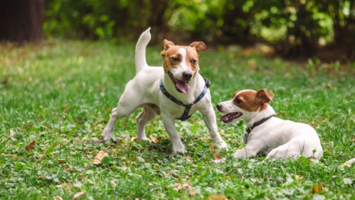16 Outgoing Dogs That Love Socializing in Parks (And 8 Who’d Rather Stay Home)