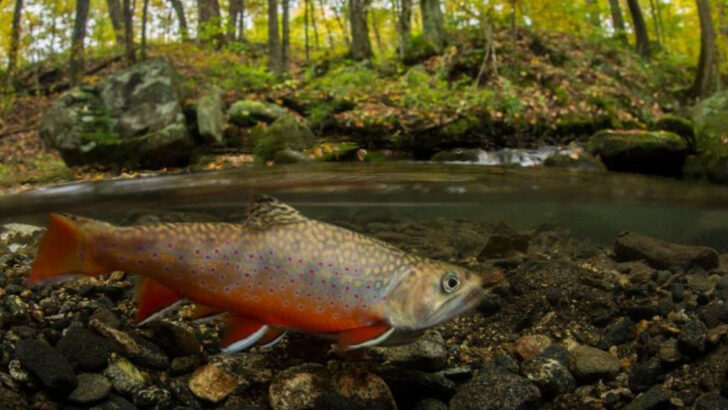 places-where-you-can-still-find-native-brook-trout