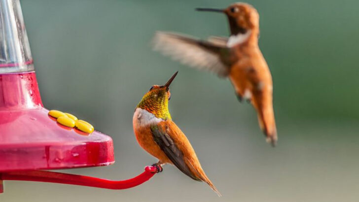places-you-should-avoid-hanging-a-hummingbird-feeder