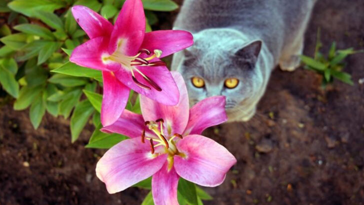 poisonous-plants-that-hurt-more-pets-than-wild-predators-do