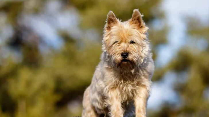 18 Pros and Cons of Owning a Cairn Terrier