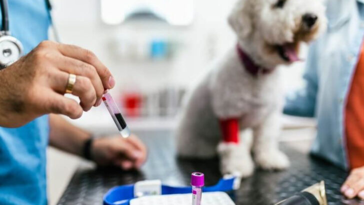 10 Questions Everyone Should Ask Their Vet (Plus 5 Most People Forget)