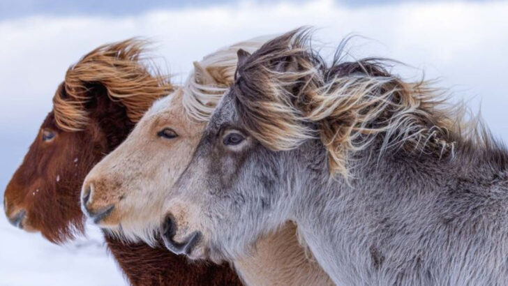 quirky-things-you-didnt-know-about-the-icelandic-horse
