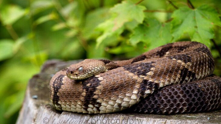 18 Rare Animal Sightings That Keep Shenandoah National Park Wild
