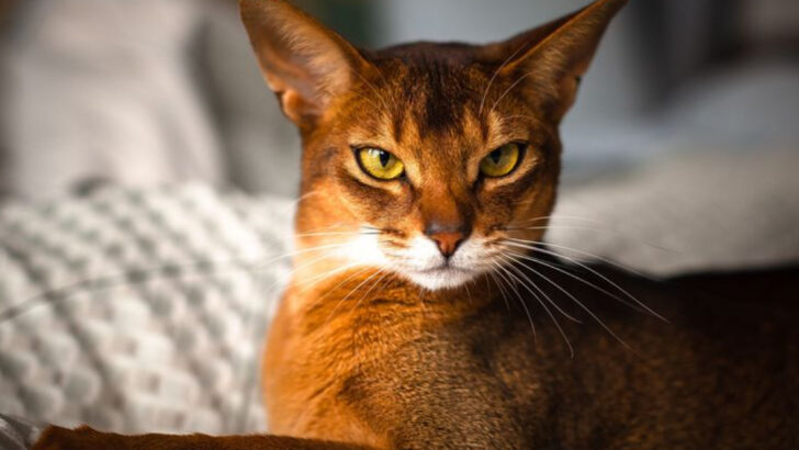 13 Reasons Abyssinians Aren’t for Every Cat Owner