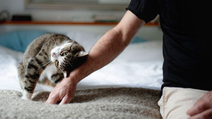12 Reasons Cats Rub Against You (and What It Really Means)