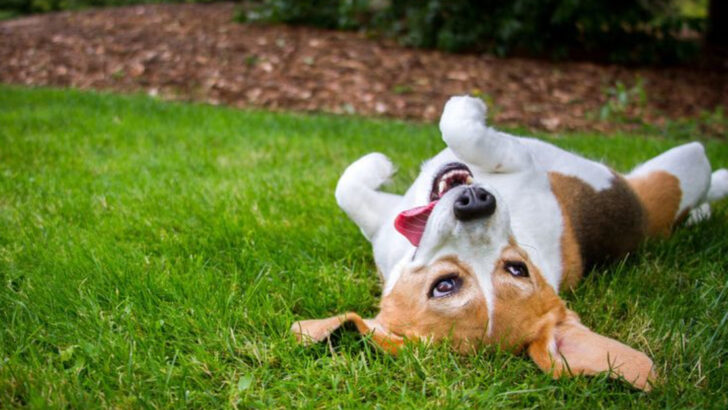 9 Reasons Dogs Roll on Their Backs (And What It Really Means)