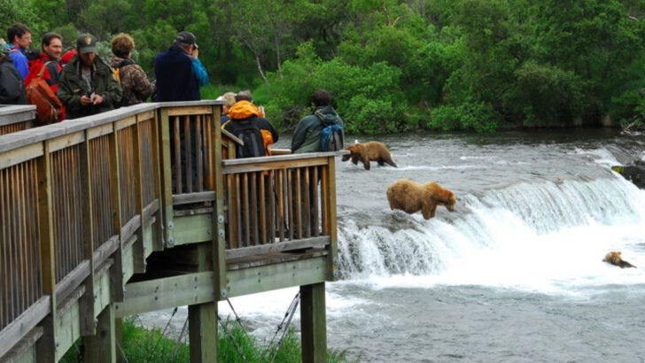 15 Reasons Katmai National Park Is the Best Place to Watch Bears in the Wild