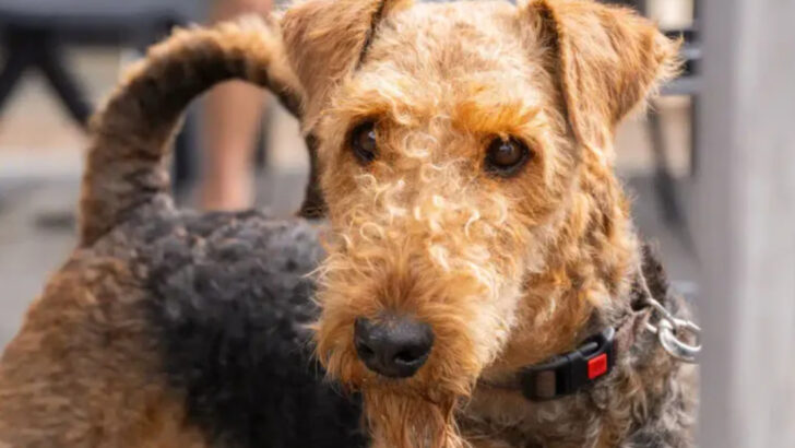 15 Reasons the Airedale Terrier Is the King of All Terrier Breeds