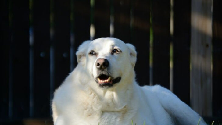 15 Reasons the Great Pyrenees is One of the World’s Most Beloved Dog Breeds