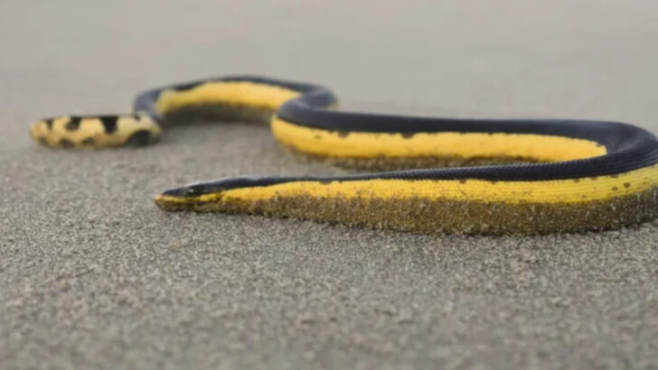 14 Reasons the Yellow-Bellied Sea Snake Is One of the Ocean’s Deadliest