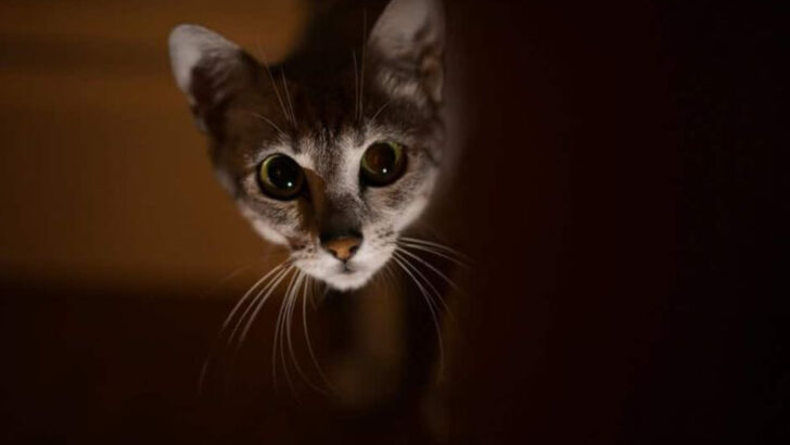 14 Reasons Why You Might Not Be a Cat Person