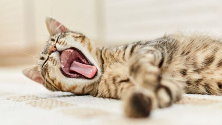 16 Red Flags That Your Cat Feels Unsafe in Its Own Home