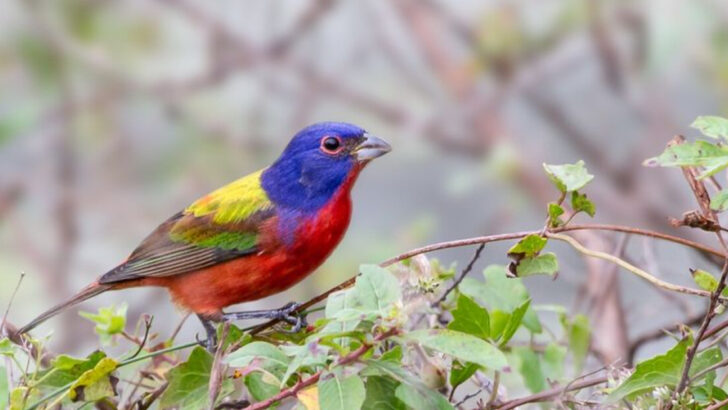 17 Remarkable Birds You’ll Find Across Texas