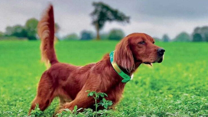 17 Retrieving Dog Breeds That Are Born for the Job