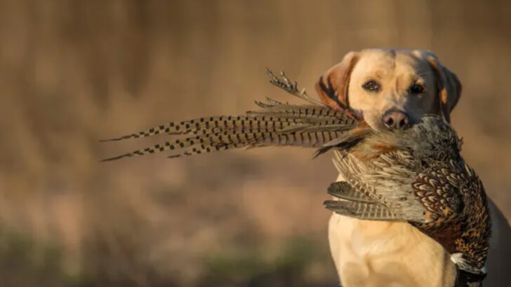 17 Retrieving Dog Breeds That Are Born for the Job
