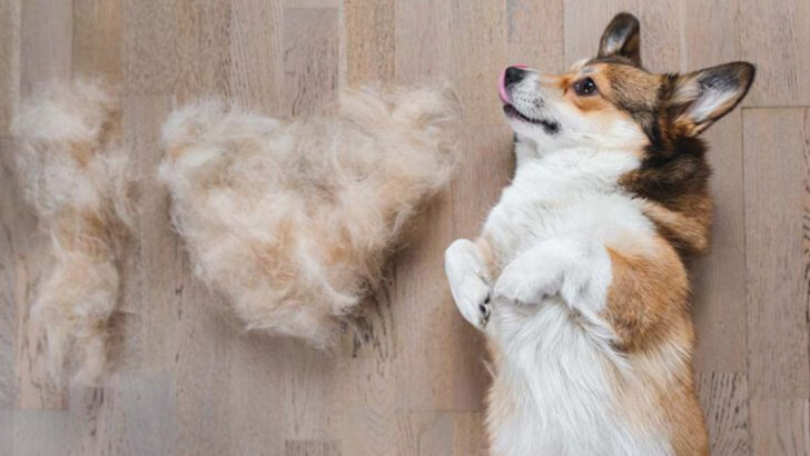 13 Seasonal Pet Behavior Changes That Owners Misinterpret as Problems