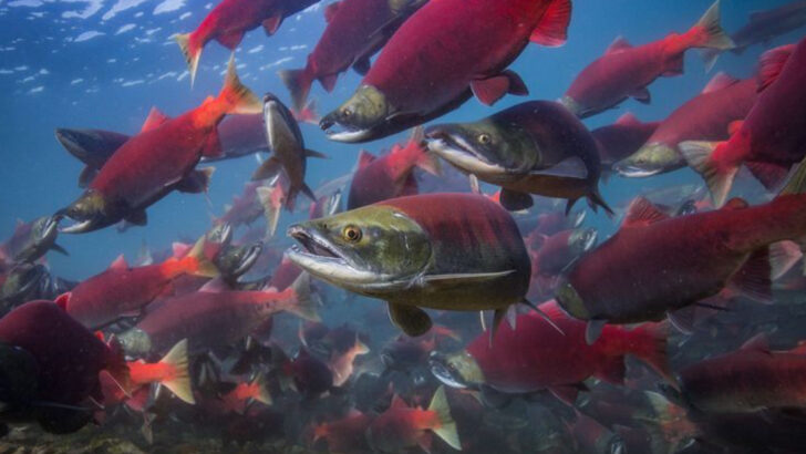 11 Secret Spots Where Coho Salmon Run Earlier Than Expected