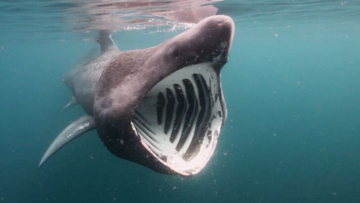 13 Shark Species in U.S. Waters That Rarely Attack Humans
