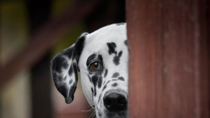 17 Signs of Pet Depression First-Time Dog Owners Often Miss