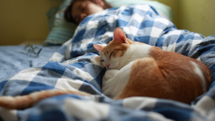 11 Secret Signs Your Cat Is Actually Protecting You While You Sleep