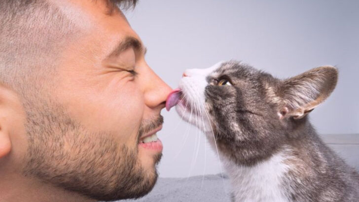 17 Signs Your Cat Actually Loves You More Than You Think (According to Feline Behaviorists)