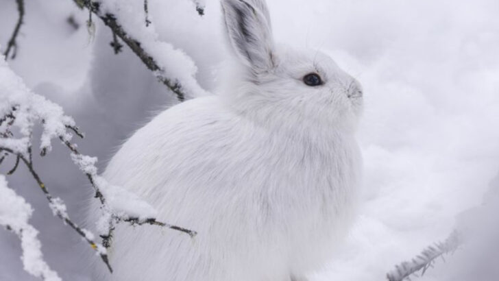 20 Small Game Animals With the Most Challenging Hunting Seasons