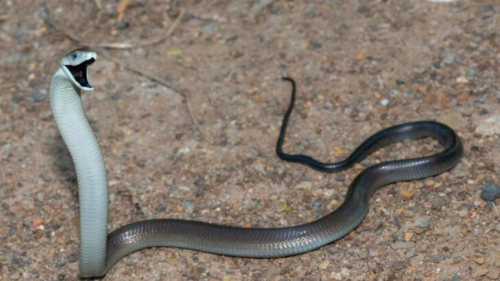 12 Snake Species That Actually Warn Before They Strike (And 8 That Attack Without Warning)