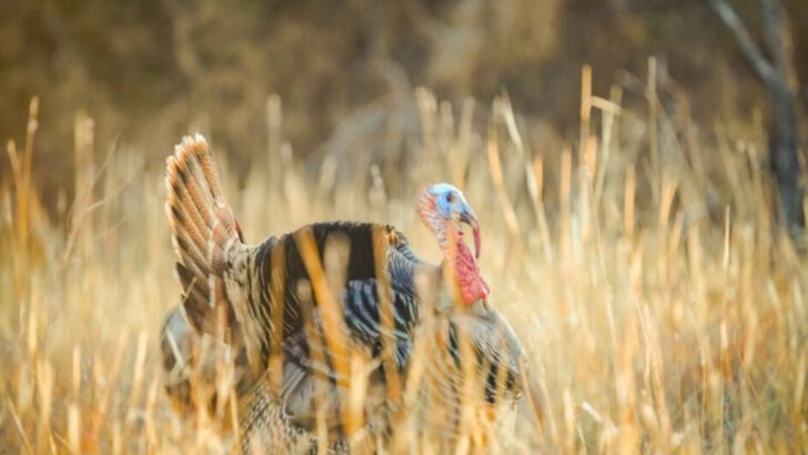 spots-in-the-midwest-where-you-can-spot-wild-turkeys