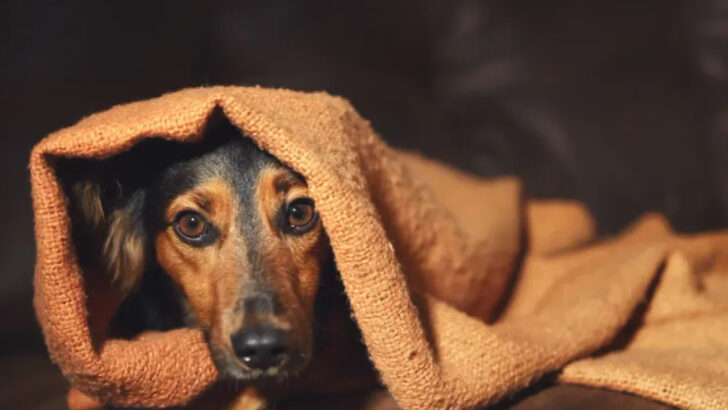 stop-doing-these-things-that-make-your-dog-anxious-try-these-calming-approaches-instead