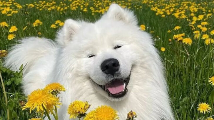 Stop Falling for These 10 “Gentle Giant” Dog Breeds (These 10 Are the Real Deal)