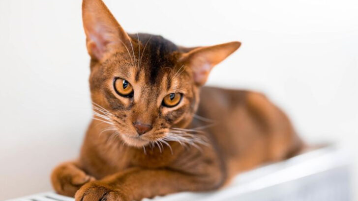18 Stubborn Cat Breeds That Do What They Want (Not What You Say)