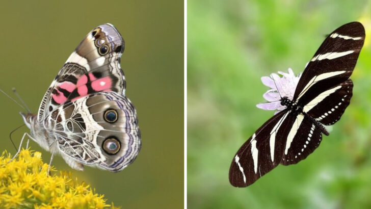 stunning-butterfly-species-making-a-comeback-in-american-gardens