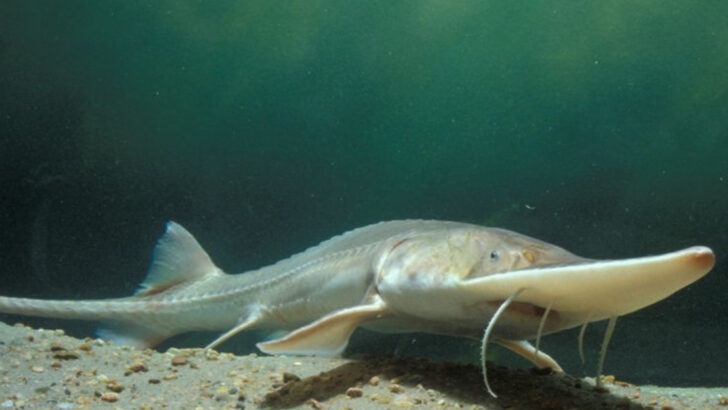 Sturgeon Species Found in American Rivers (And Which Are Endangered)