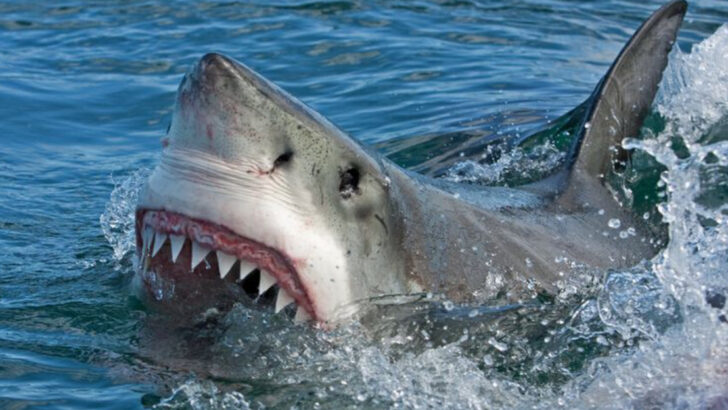 surprising-reasons-youll-never-see-a-great-white-shark-in-an-aquarium